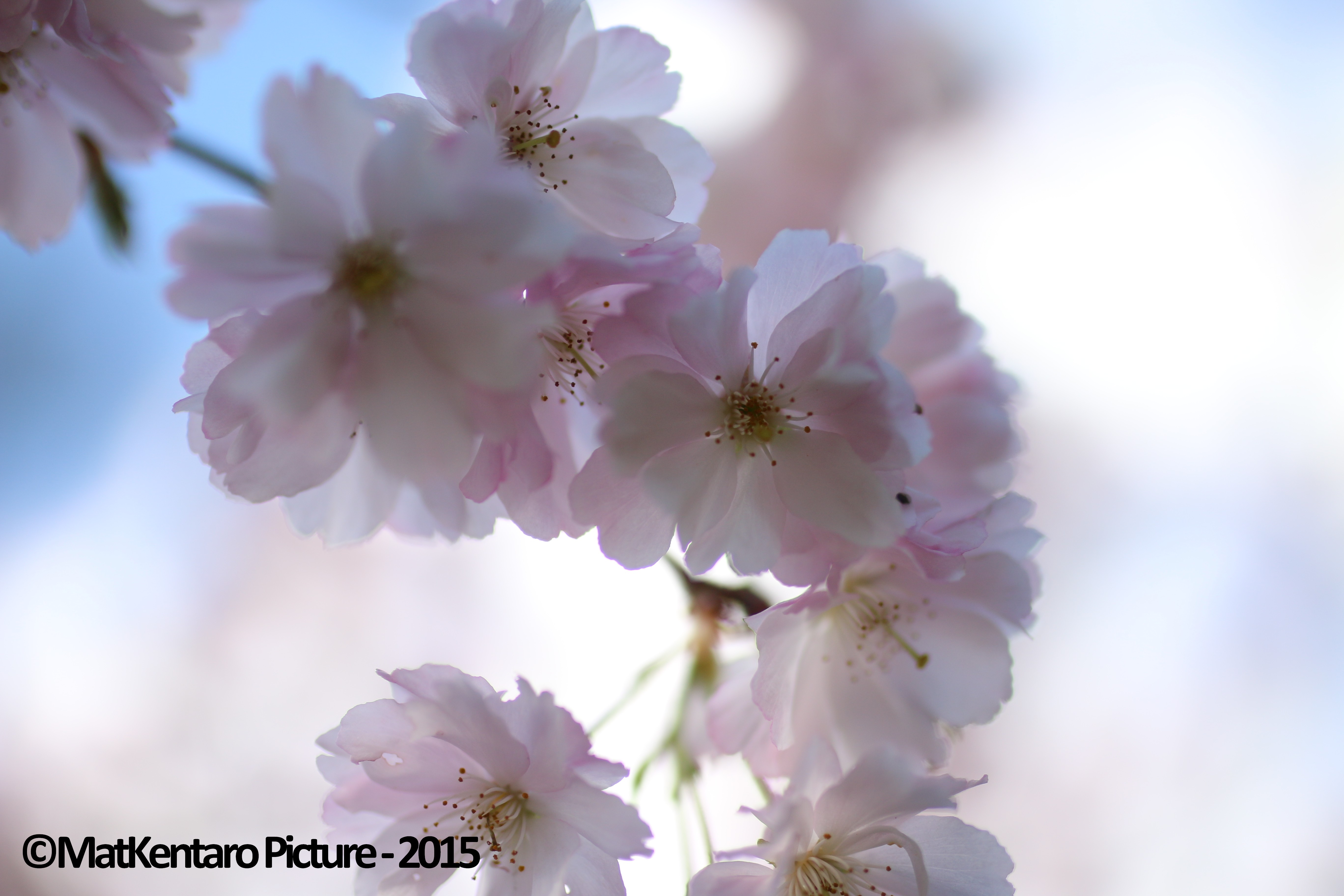 Hanami O  admirer la floraison  des sakura  en France